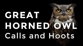 Great Horned Owl Sounds and Calls  Have you heard this owl hooting before [upl. by Landahl]