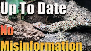 Tokay Gecko Care Guide 2024 Complete Tokay Gecko Care [upl. by Yrgoerg993]