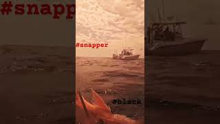 Redsnapper black grouper fishing spearfishing scubadiving gopro [upl. by Killoran]