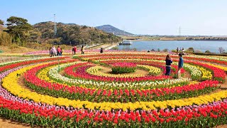 Asia’s largest Tulip Garden opens for visitors amp tourists in Kashmir Watch Video  Oneindia News [upl. by Ecinev329]