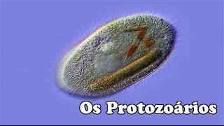 Os Protozoarios [upl. by Akili]