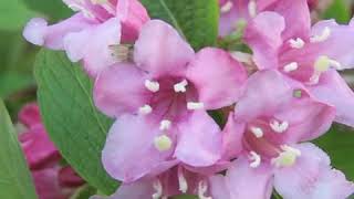 How to Prune Weigela [upl. by Eeliah]