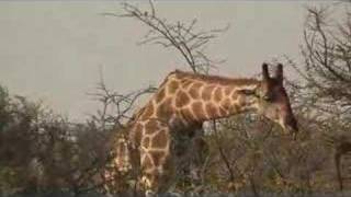 giraffes in Etosha national park Namibia [upl. by Etnod]