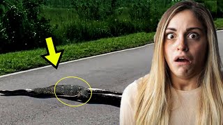 Woman’s Encounter With Giant Snake Ends in an Unthinkable Discovery Inside [upl. by Ayik]