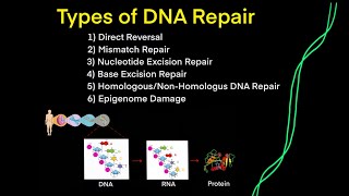 DNA Mutations amp DNA Repair EVERY TYPE OF DNA REPAIR YOU NEED TO KNOW FOR MCAT BIOLOGY GENETICS [upl. by Aubree]