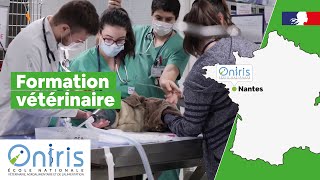 Oniris forme des futurs docteurs vétérinaires [upl. by Eineg]