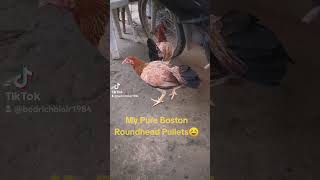 Boston Roundhead Pullets [upl. by Nauqyt]