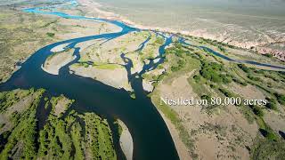 Fly Fishing Patagonia Argentina at Limay River Ranch [upl. by Ehtyaf]