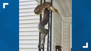 Missing snake found in Tunkhannock [upl. by Samohtnhoj]