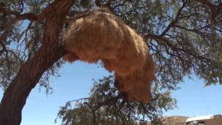 Sociable Weaver Nest  Namibia [upl. by Adniled293]