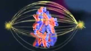 Biology Meiosis cell division [upl. by Molahs]