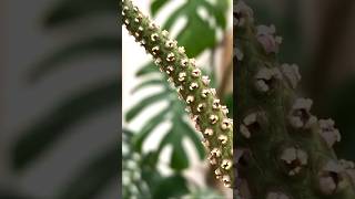 Quick  Easy Anthurium POLLINATION 🌱 houseplants plants propagation pollination gardening [upl. by Becht]