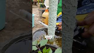 4 Ways🔥To Remove Mealybugs🪲From Plants🌿पौधो से मीली बग हटाने के 4 तरीके✨ ashasgardenstoryshorts [upl. by Hauser]