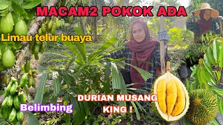 HARGA MAHAL SBBTU KITA TANAM SENDIRI Pokok durian musang king semoga berbuah [upl. by Abran448]