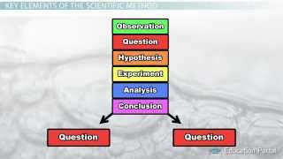 The Scientific Method Steps Terms and Examples [upl. by Fish]