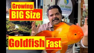 How to Grow  Big Size Goldfish  Goldfish Aquarium  Mayur Dev Aquascaper 4K [upl. by Mel]