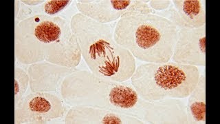 Chromosomal Aberration  Structural Aberration  Botany Tamil [upl. by Daza272]