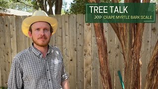 Tree Talk Crape Myrtle Bark Scale [upl. by Yonita359]