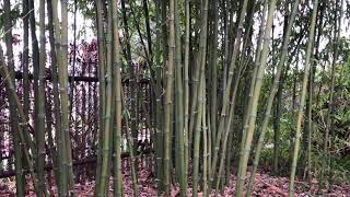 Bambus drzewiasty Phyllostachys parvifolia [upl. by Nwahsar]