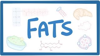 Fats  biochemistry [upl. by Affer]