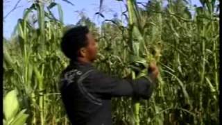 Tigrina music 1 MEKELLE TEKlLAY GESESEW ETHIOPIA [upl. by Notnilc]