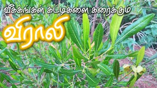 வீக்கங்கள் கட்டிகளை கரைக்கும் விராலி  Virali  Hopbush  Dodonaea viscosa [upl. by Jermyn]