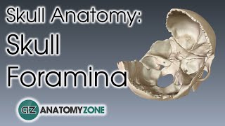 Foramina of the Skull  Skull Anatomy [upl. by Ical116]