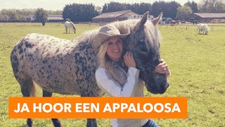 Ja hoor een Appaloosa  PaardenpraatTV [upl. by Iarahs]