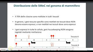 modificazioni epigenetiche [upl. by Ysiad]