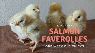 Salmon Faverolles 1WeekOld Chicks [upl. by Shalna]