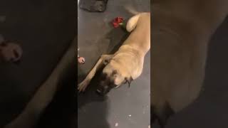 Whiny Mastiff Dog funny canecorso ytshort dogbreed americanbully mastiffdog mastiff puppy [upl. by Nnylaehs]