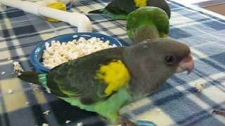 Senegal and Meyers Parrot Babies [upl. by Adelheid977]