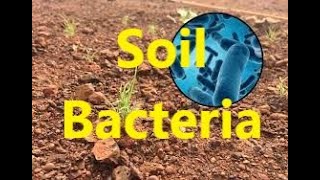 Soil Bacteria for Nitrification [upl. by Annelise212]