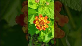 Lantana camaraVerbenaceae family natureforestflower foreststrending Verbenaceae floraforest [upl. by Yumuk89]