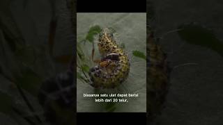 tawon parasitoid  cotesia glomerata shorts [upl. by Wil909]