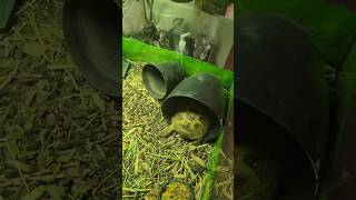 Two weeks with the new tortoise hideout turtlelove tortoiseaddict babyreptile [upl. by Bertolde119]