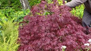 About Japanese maples [upl. by Olette395]