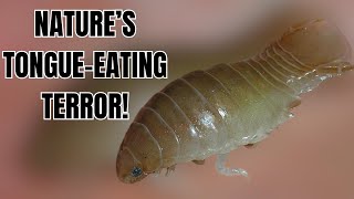 The Bizarre Tongue Eating Louse [upl. by Yntruoc]