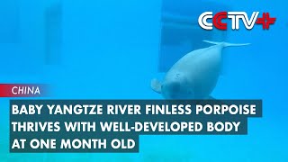 Baby Yangtze River Finless Porpoise Thrives with WellDeveloped Body at One Month Old [upl. by Hsivat]