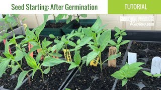 Seeds Have Germinated Now What How to Care for Seedlings  Seed Starting Part 2 [upl. by Cedar]