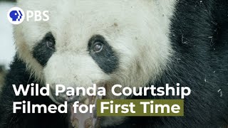 Wild Panda Courtship Filmed for First Time [upl. by Thurston]