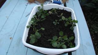 Propagating Watercress using two methods [upl. by Dekeles]