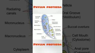 Phylum protozoa ke figure  paramisium shorts phylumprotozoa phylum [upl. by Lorak]