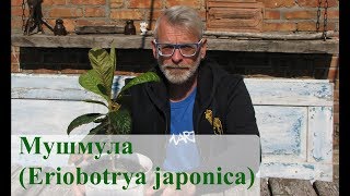 Мушмула Eriobotrya japonica [upl. by Mahtal]