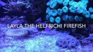 Layla the Helfrichi Firefish Nemateleotris Helfrichi [upl. by Tloh]