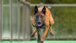 The Power of Belgian Malinois  An Amazing Athlete [upl. by Emmaline]