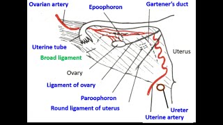 The vestigial structures found in the Broad ligament of the female genitalia Paroophoron Epoophoron [upl. by Jordison]