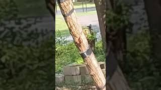 Squirrels 🐿️🐿️🌽🌽 Eating Feed Corn Saturday Afternoon South Side Marion Ohio 🎪🎩🌽🐿️🌽🐿️ [upl. by Oiuqise627]