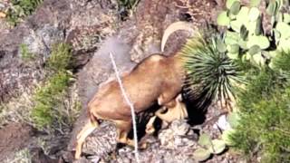 GIANT AOUDAD KILL SHOT [upl. by Anoved]