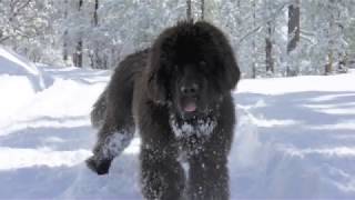 Newfoundland dog playing in the snow [upl. by Ecyla72]